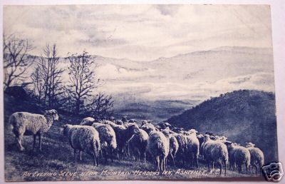 Asheville NC 1908 Mountain Meadows Inn Sheep