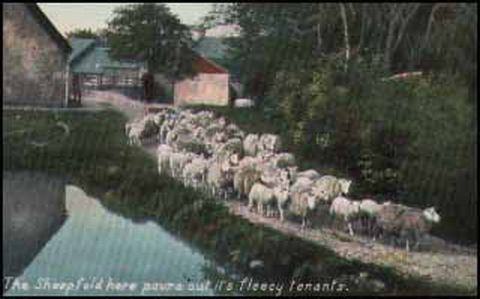 British Sheep Going to Pasture