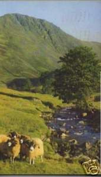 Lakeland Stream and Sheep