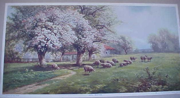 Sheep in Early Spring