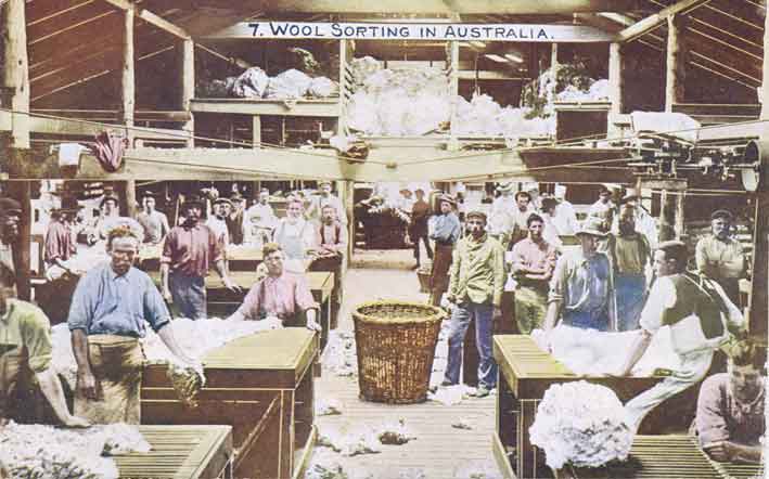 Sheep Shearing Wool Sorting Australia