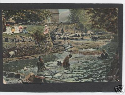 Sheep Washing in the River