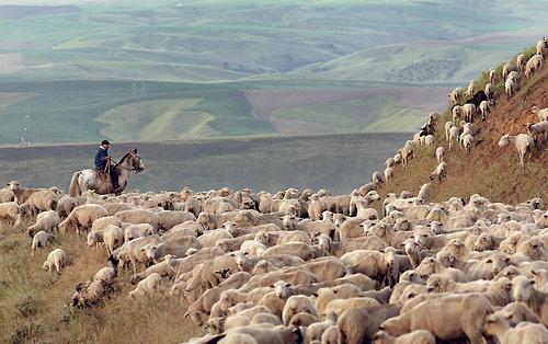 Shepherd and Sheep in Washington